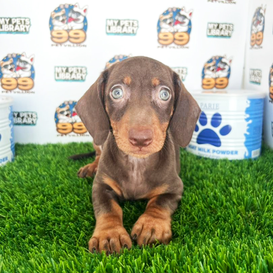 Mini Dachshund Puppy (Female) For Sale