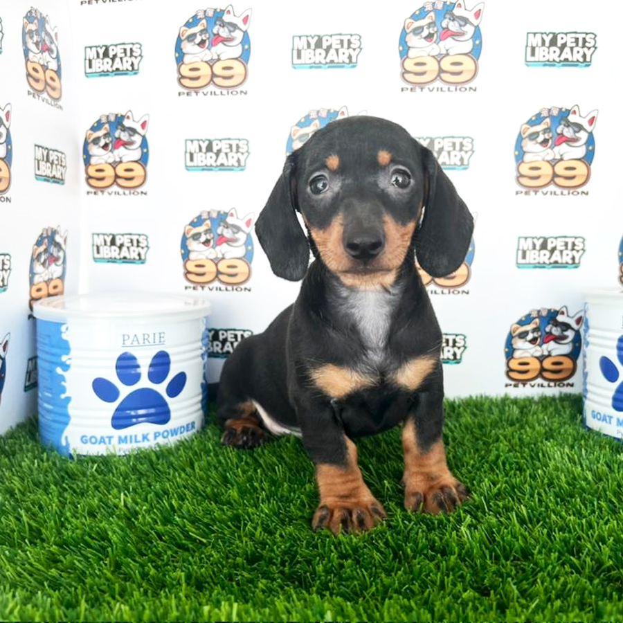 Mini Dachshund Puppy (Female) For Sale