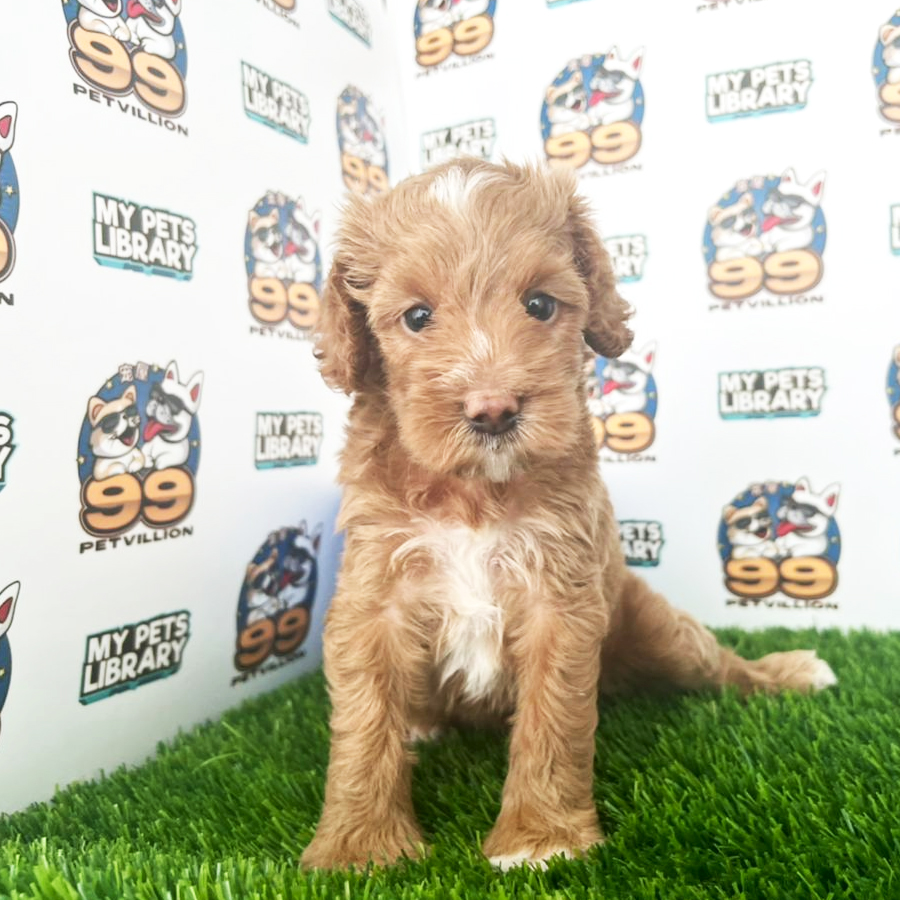 Shihpoo Puppy (Female) For Sale