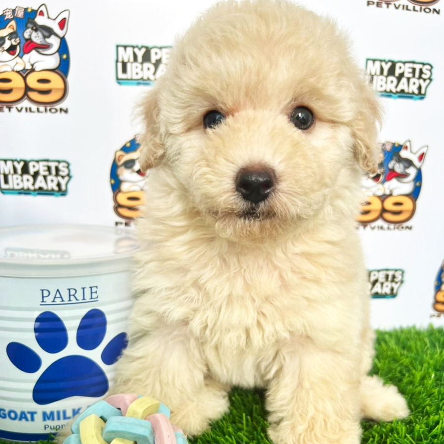 Toy Poodle Puppy (Female) For Sale