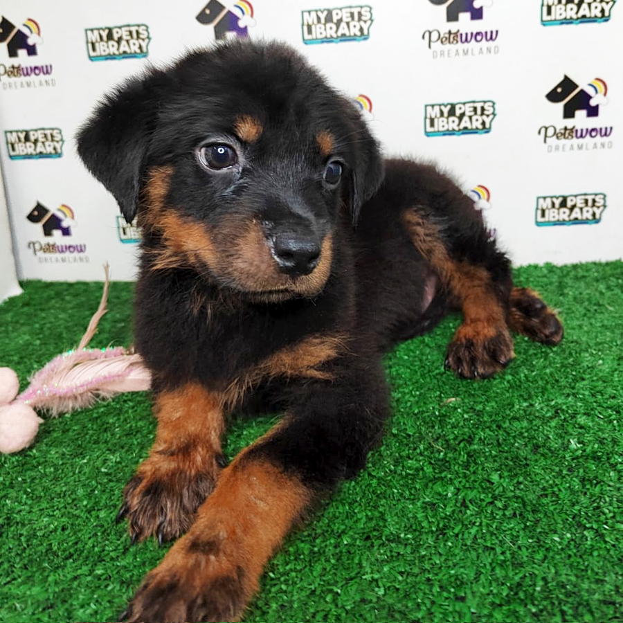 Rottweiler Puppy (Male) For Sale
