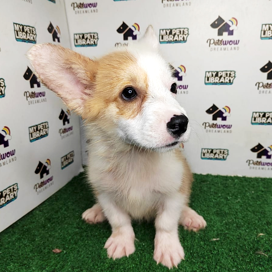 Pembroke Welsh Corgi Puppy (Male) For Sale