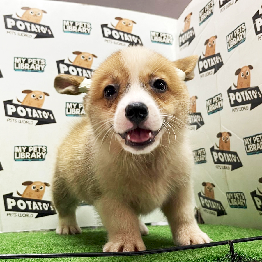 Pembroke Welsh Corgi Puppy (Male) For Sale