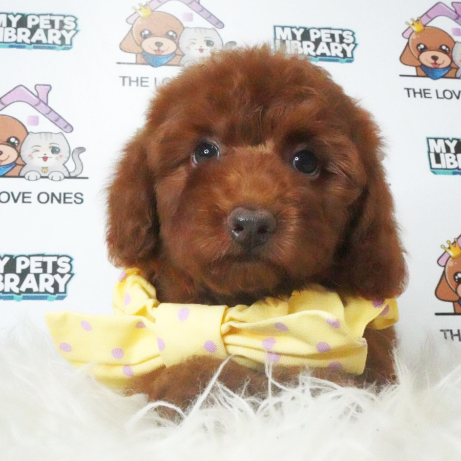 Toy Poodle Puppy (Female) For Sale