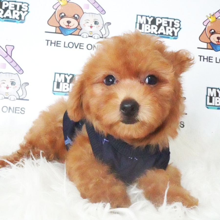 Toy Poodle Puppy (Male) For Sale