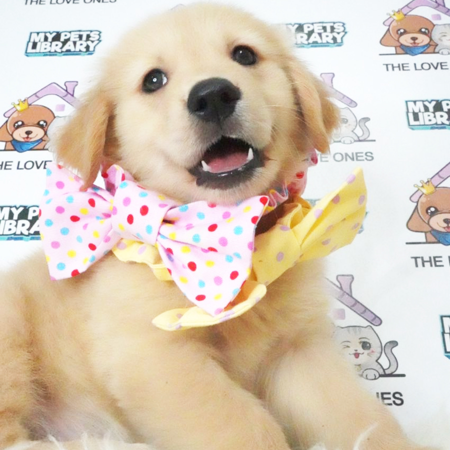 Golden Retriever Puppy (Female) For Sale
