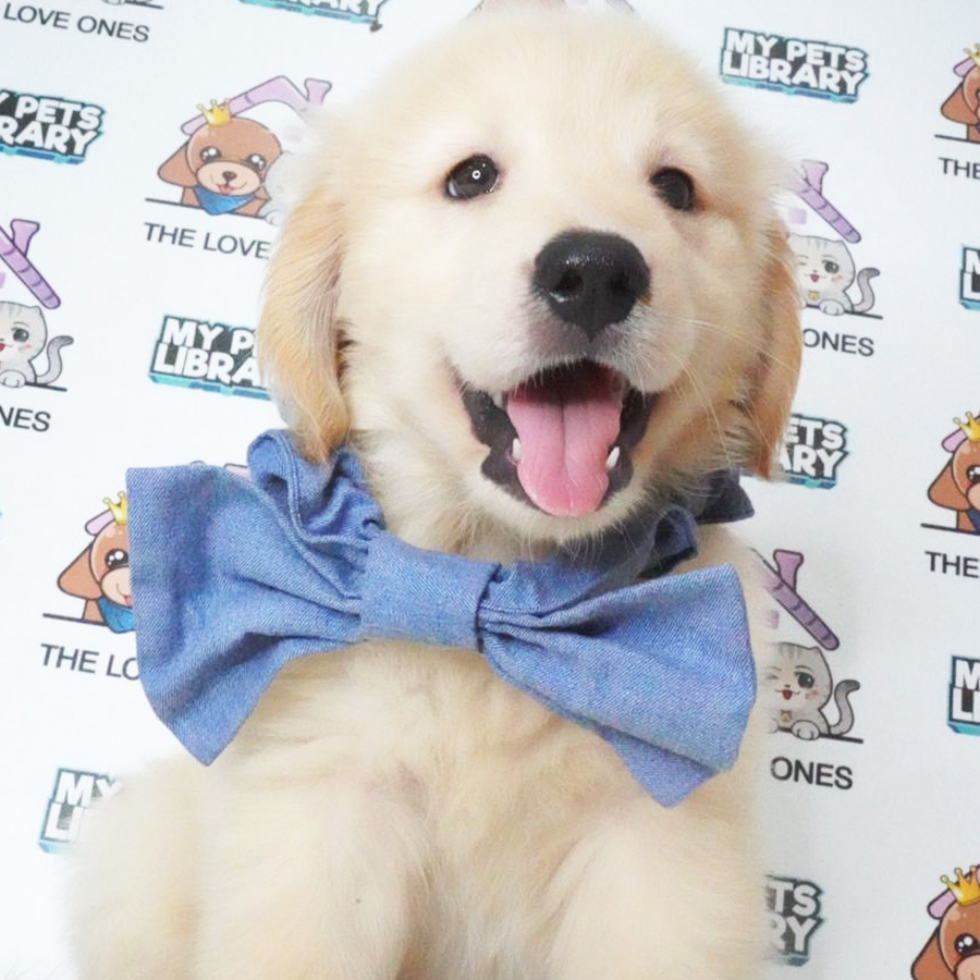 Golden Retriever Puppy (Male) For Sale