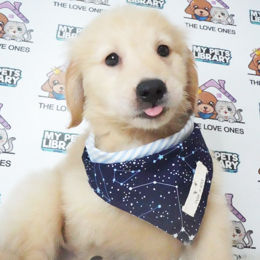 Golden Retriever Puppy (Male) For Sale