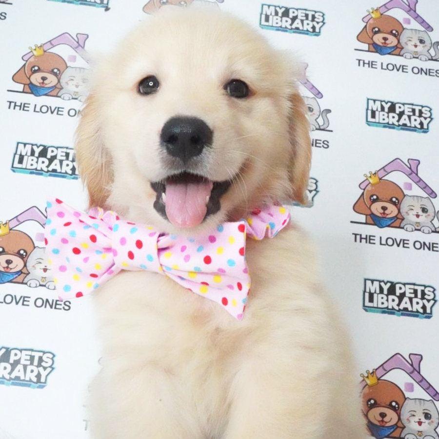 Golden Retriever Puppy (Female) For Sale