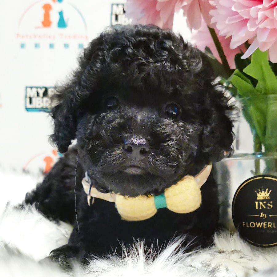 Toy Poodle Puppy (Female) For Sale