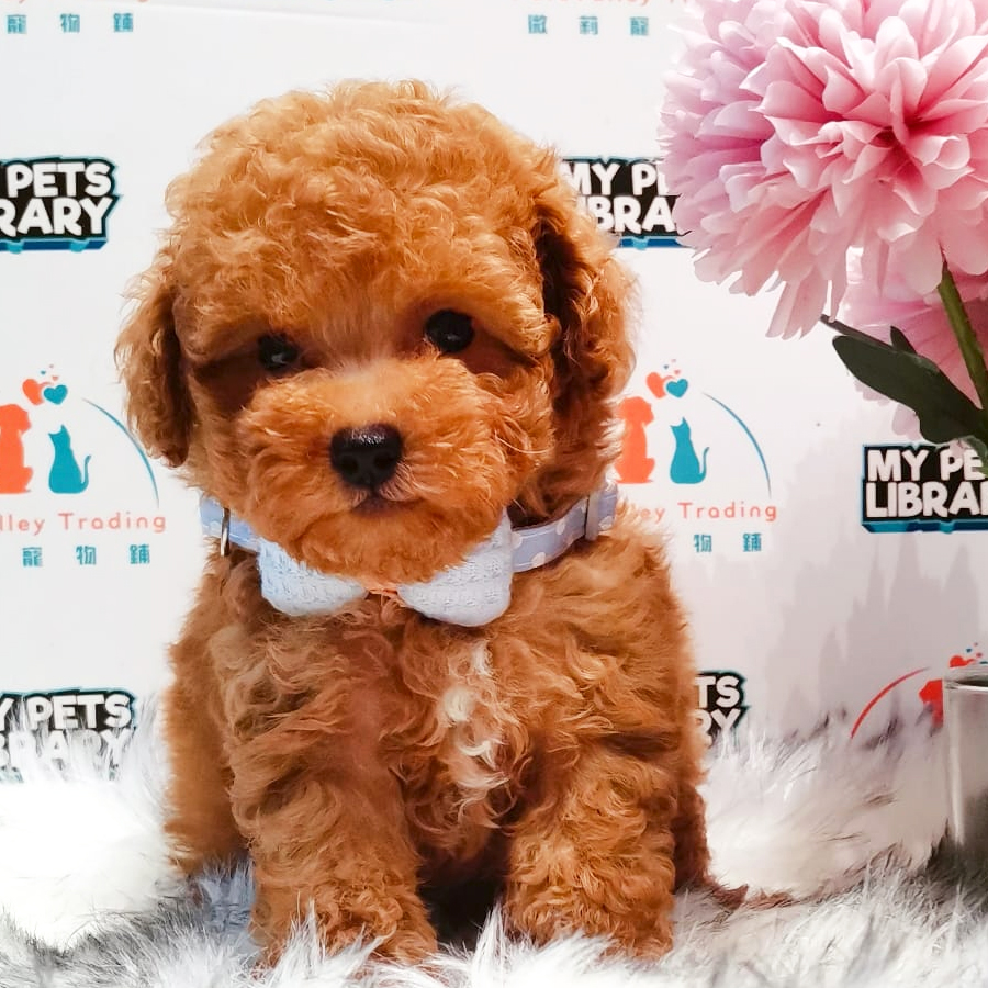 Toy Poodle Puppy (Male) For Sale