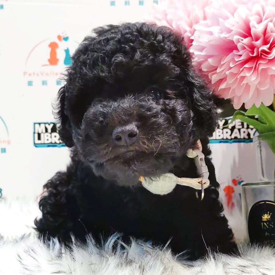 Toy Poodle Puppy (Female) For Sale