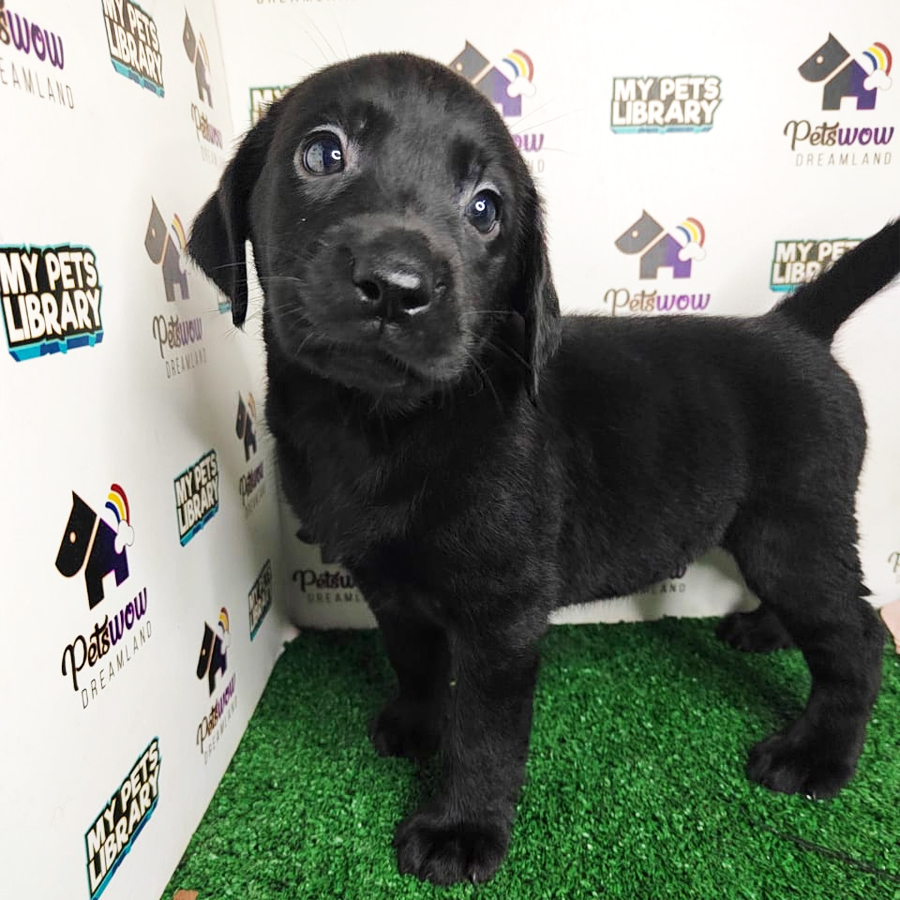 MKA Labrador Puppy (Male) For Sale