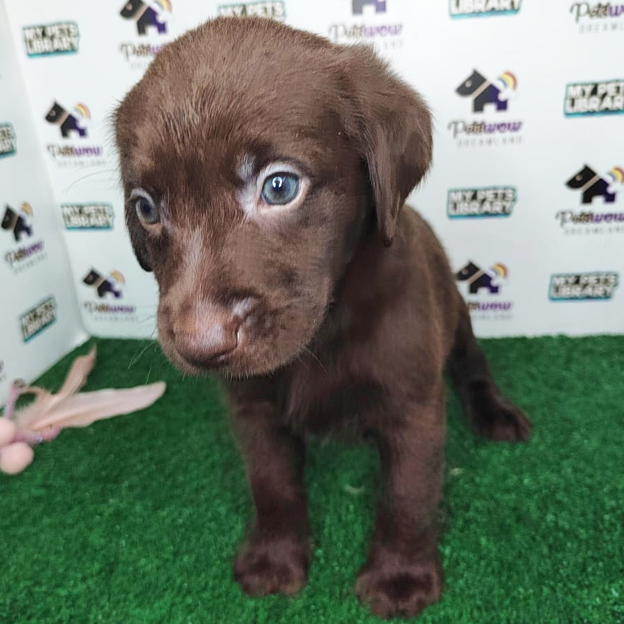 MKA Labrador Puppy (Female) For Sale