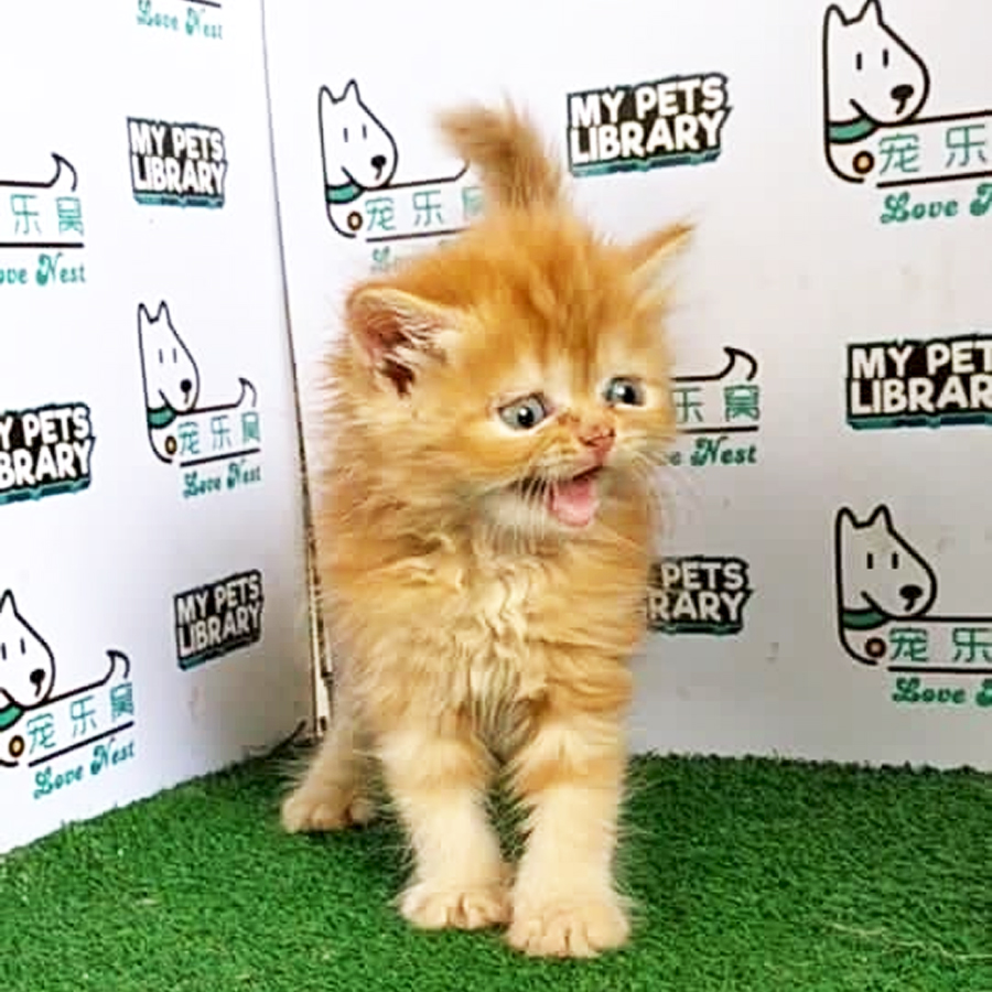 Persian Kitten (Male) For Sale