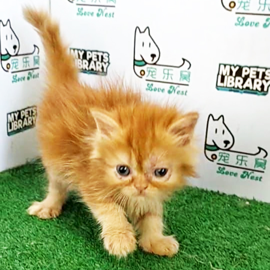 Persian Kitten (Male) For Sale