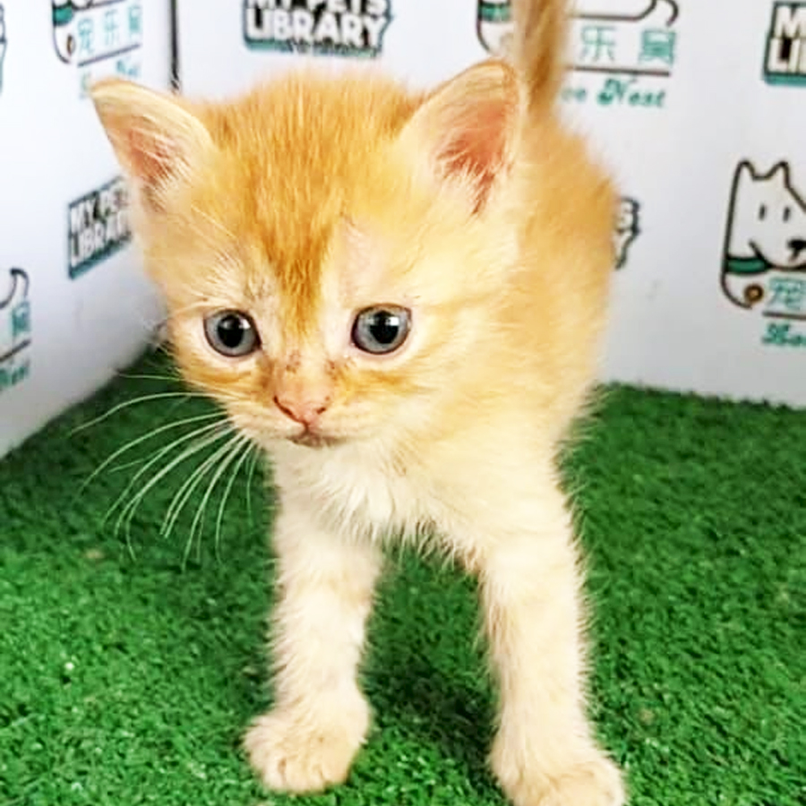 Persian Mix Exotic Kitten (Male) For Sale
