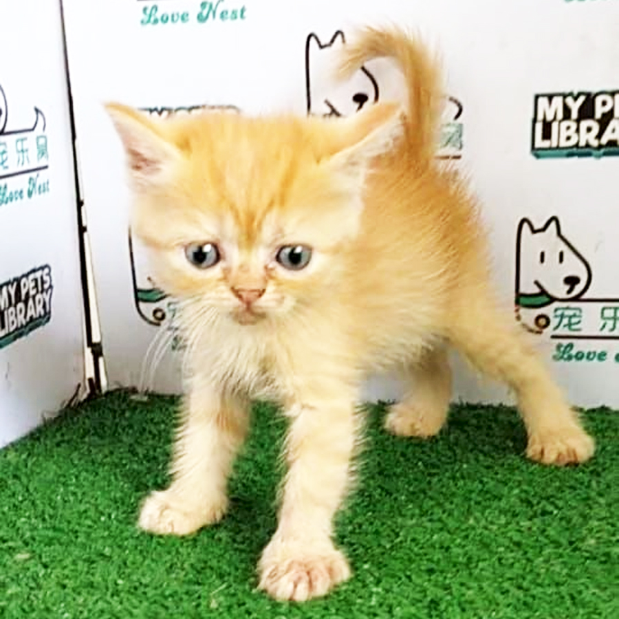 Persian Mix Exotic Kitten (Male) For Sale