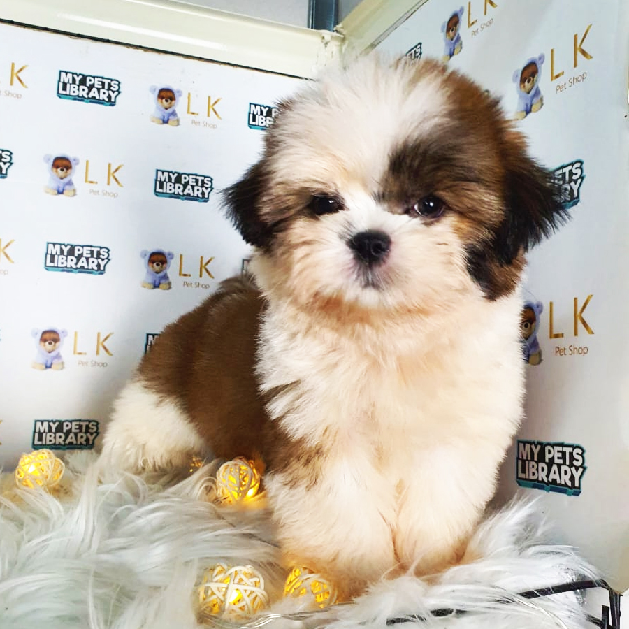 Shih Tzu Puppy (Male) For Sale