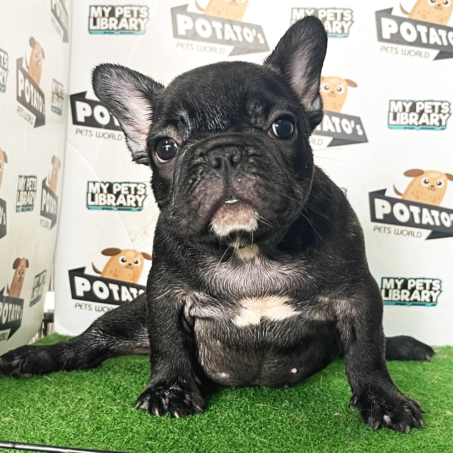 French Bulldog Puppy (Female) For Sale
