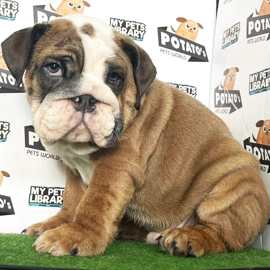 English Bulldog Puppy (Male) For Sale
