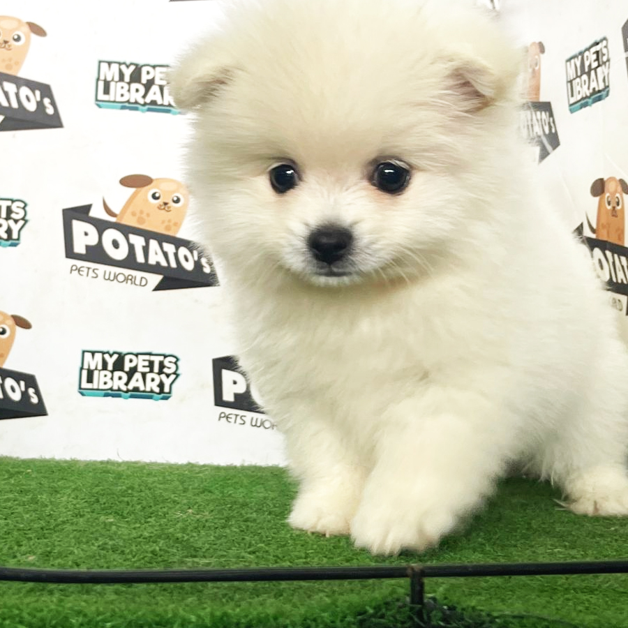 Japanese Spitz Puppy (Male) For Sale