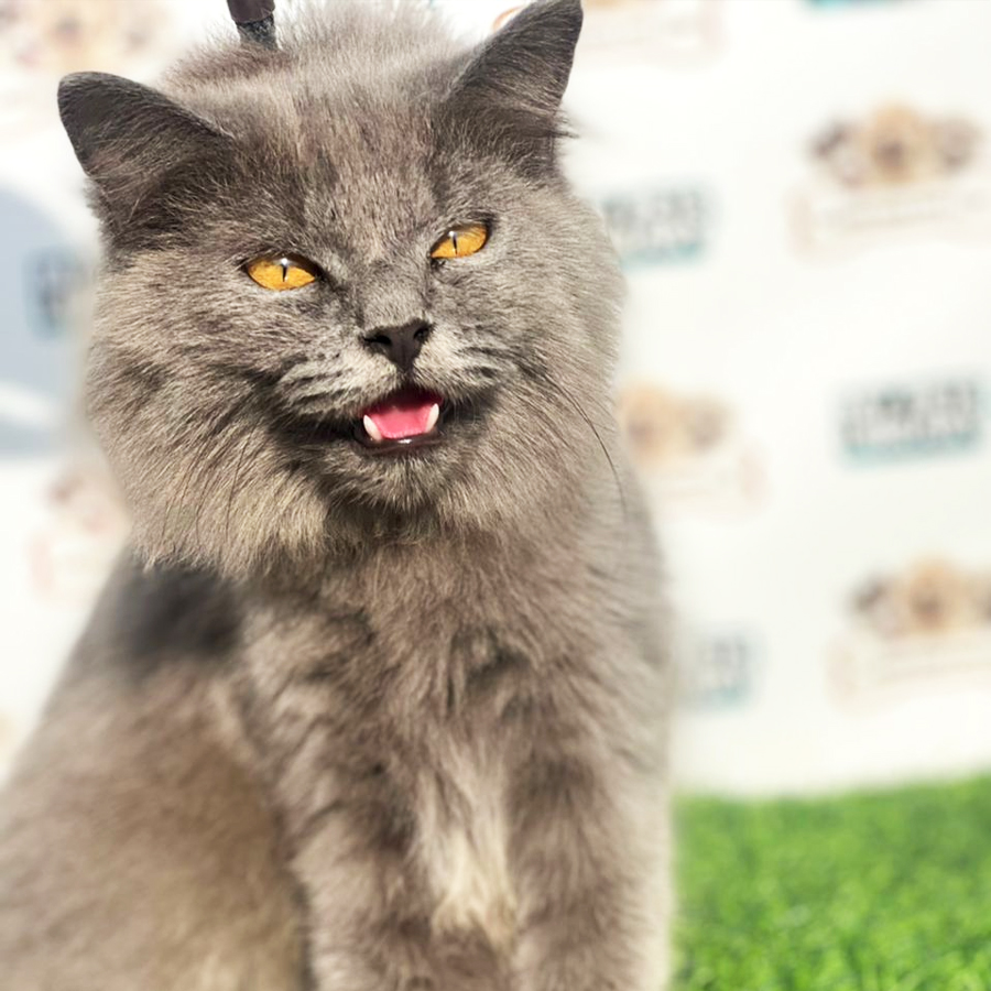 British Longhair Kitten (Male) For Sale