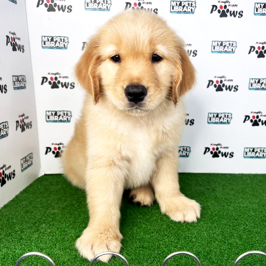 Golden Retriever Puppy (Male) For Sale