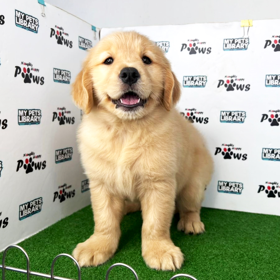 Golden Retriever Puppy (Female) For Sale