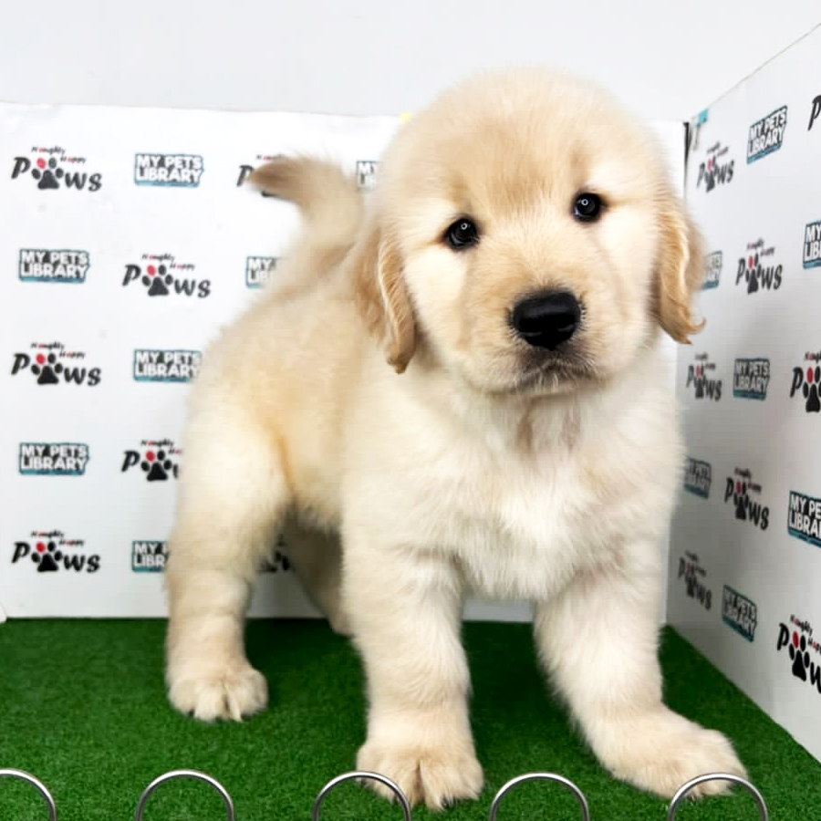 Golden Retriever Puppy (Male) For Sale