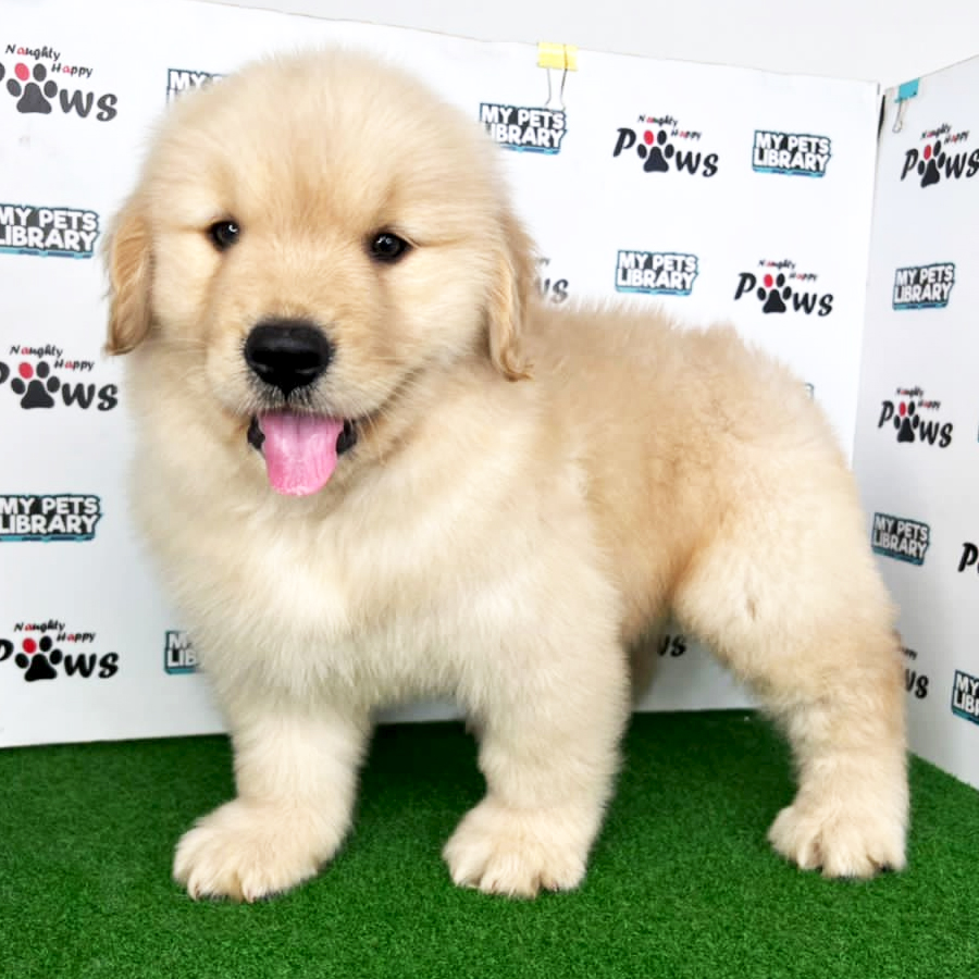 Golden Retriever Puppy (Male) For Sale