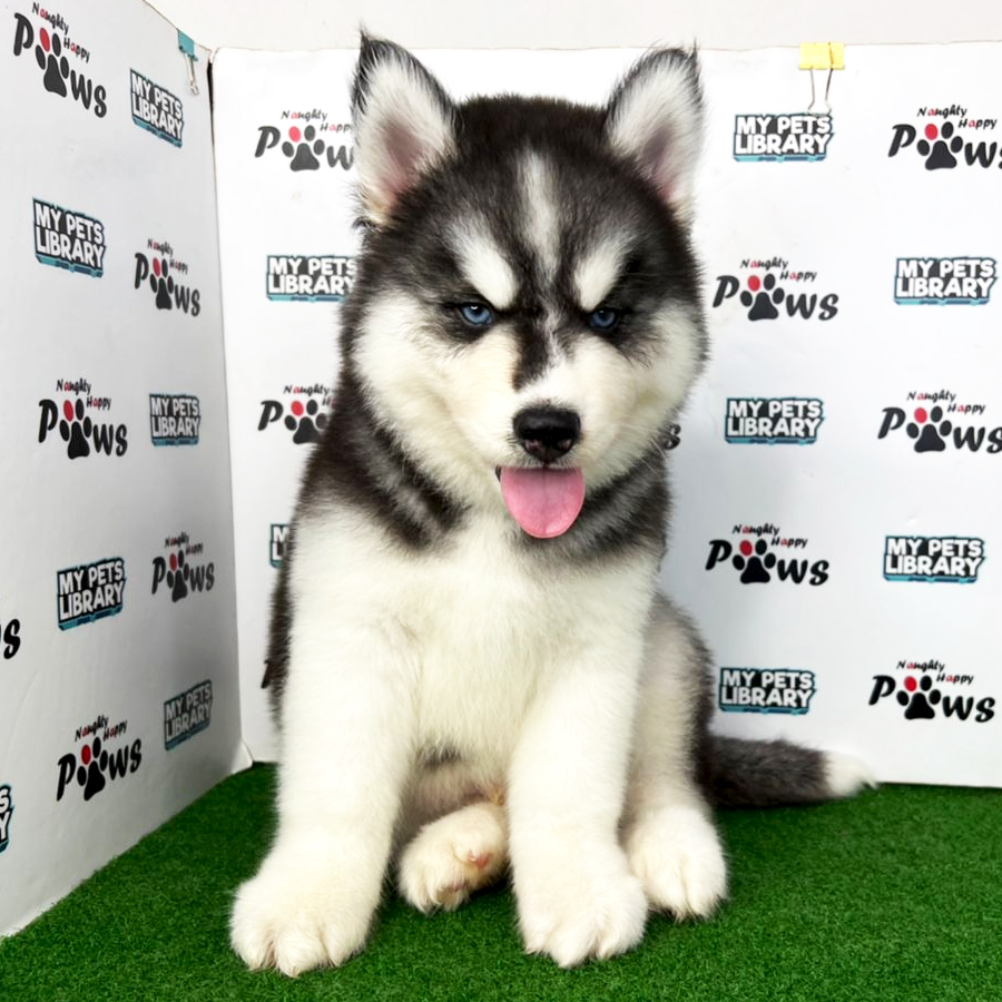 Wooly Husky Puppy (Male) For Sale