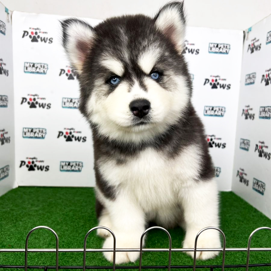 Wooly Husky Puppy (Female) For Sale