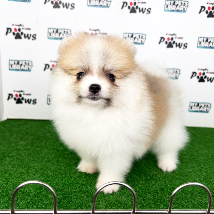 Pomeranian Puppy (Male) For Sale