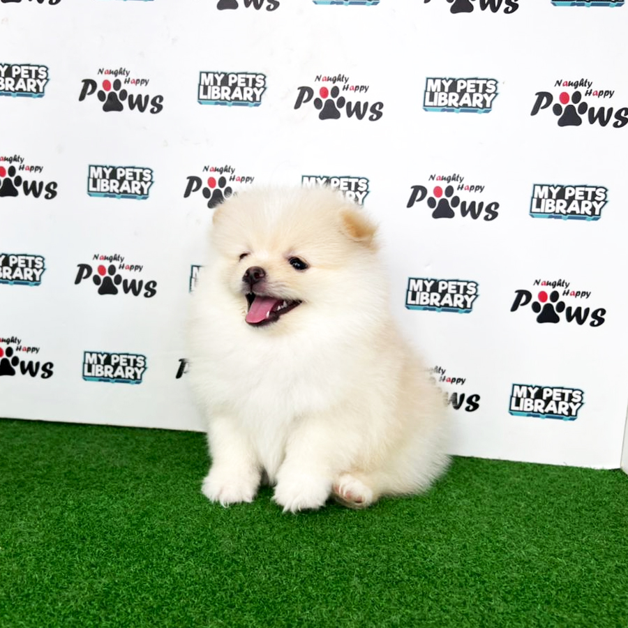 Pomeranian Puppy (Male) For Sale