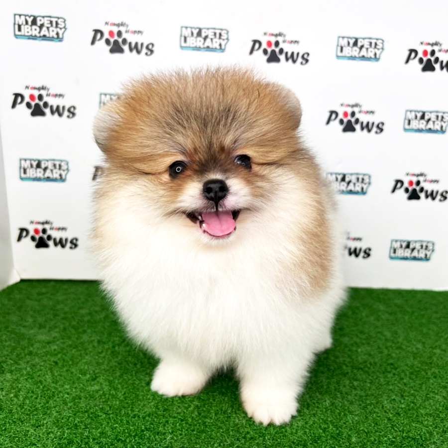 Pomeranian Puppy (Male) For Sale
