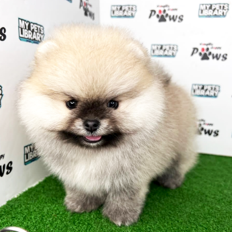 Pomeranian Puppy (Male) For Sale