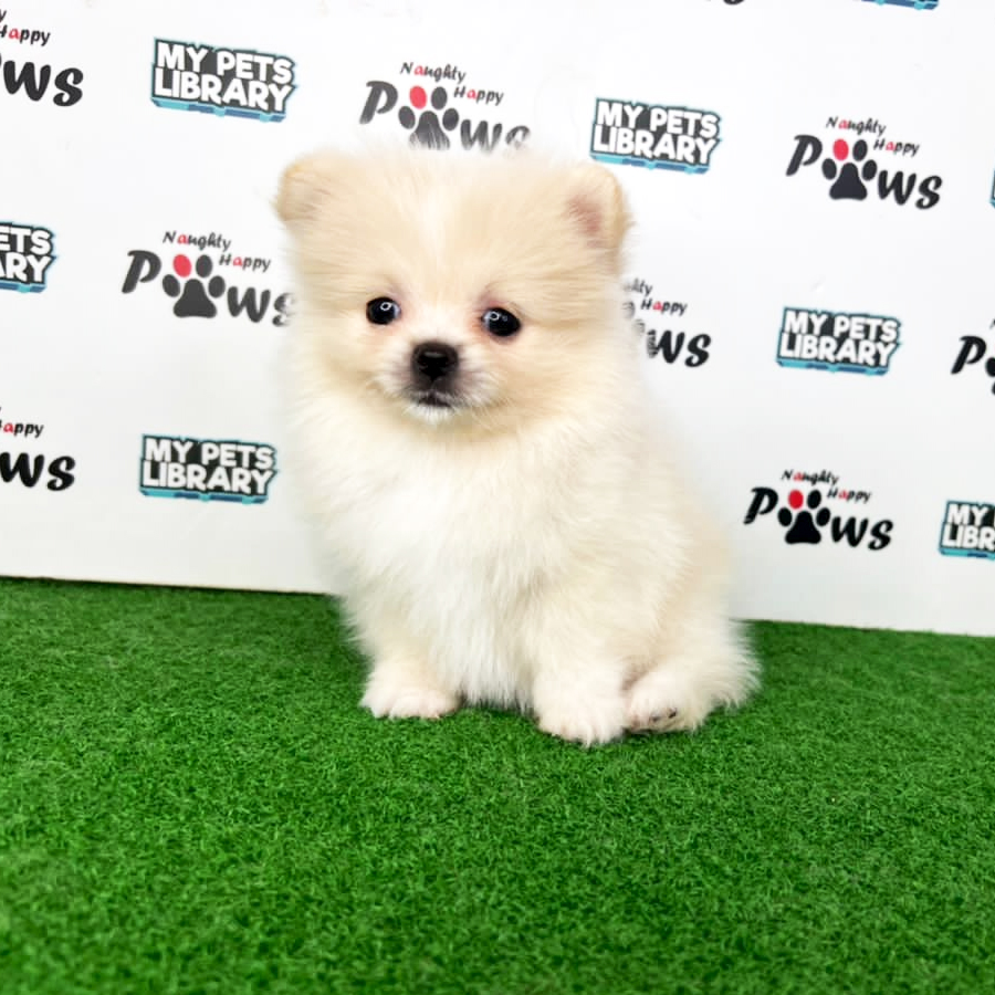 Pomeranian Puppy (Female) For Sale
