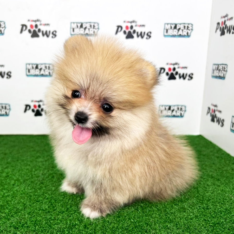 Pomeranian Puppy (Female) For Sale