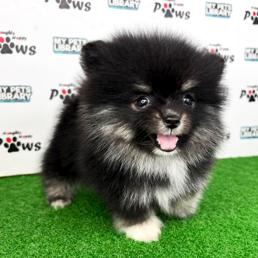 Pomeranian Puppy (Female) For Sale