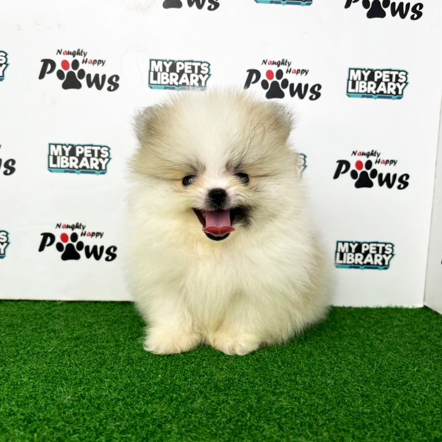 Pomeranian Puppy (Male) For Sale
