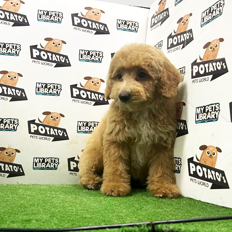 Toy Poodle Puppy (Female) For Sale