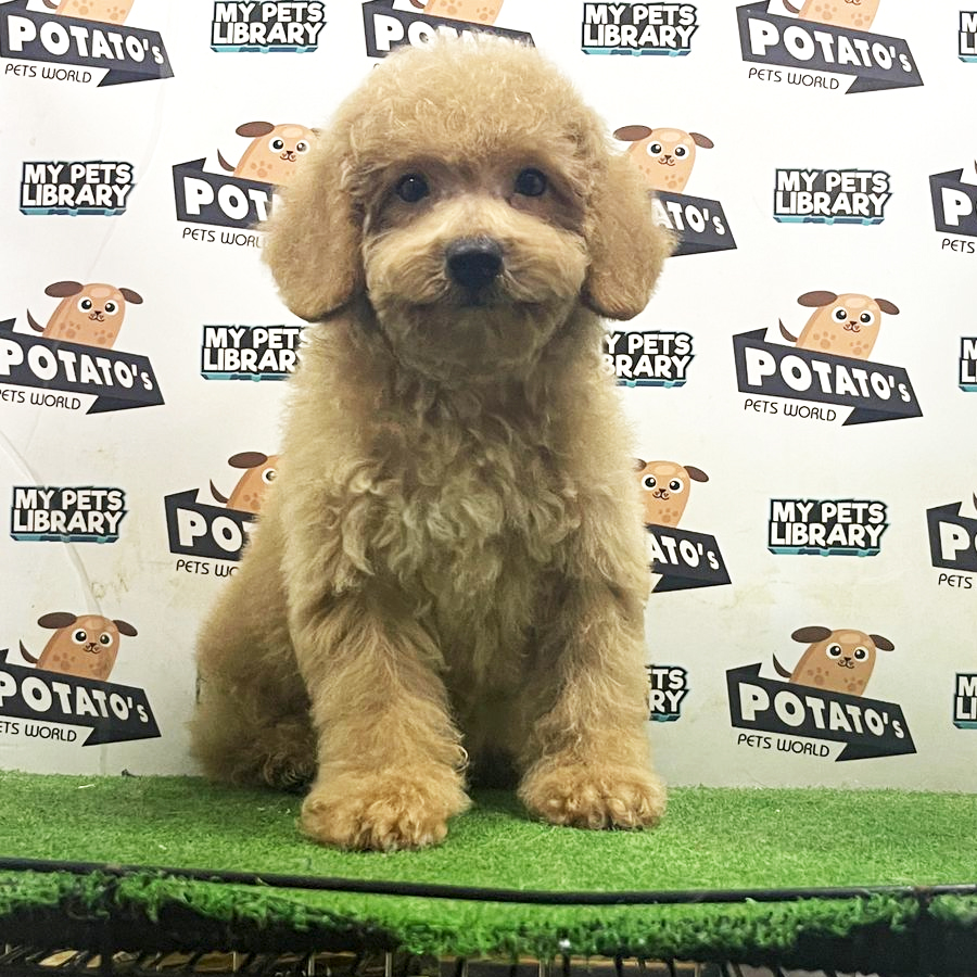 Toy Poodle Puppy (Female) For Sale
