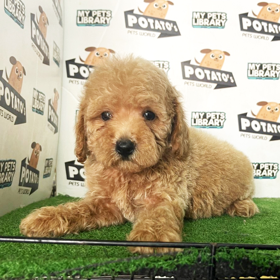 Toy Poodle Puppy (Male) For Sale