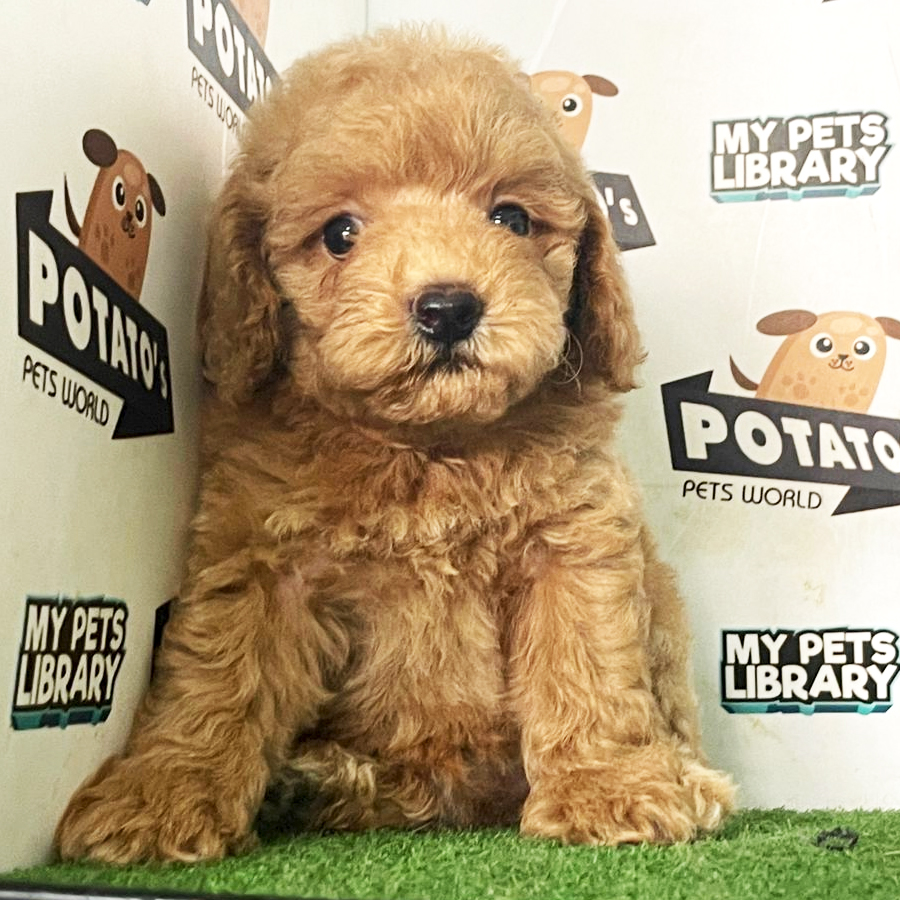Toy Poodle Puppy (Male) For Sale