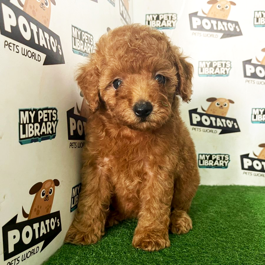 Toy Poodle Puppy (Female) For Sale