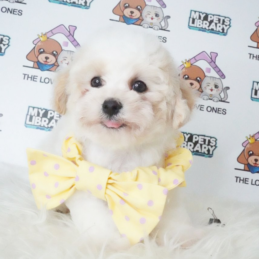 Toy Poodle Puppy (Male) For Sale