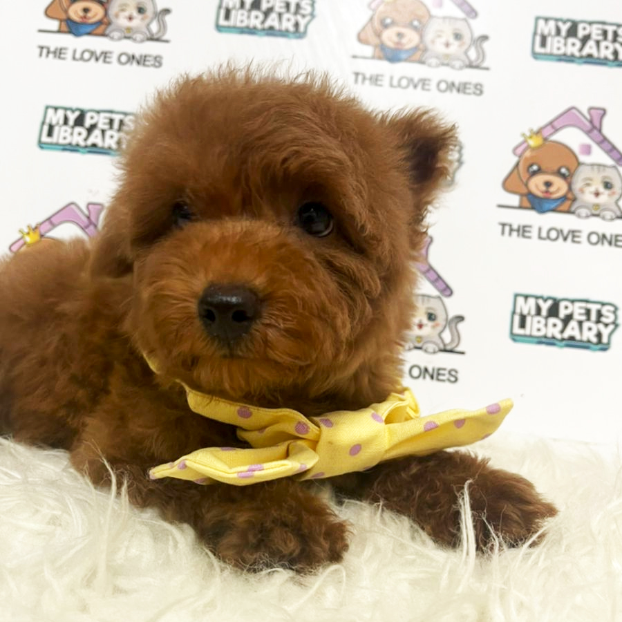 Toy Poodle Puppy (Female) For Sale