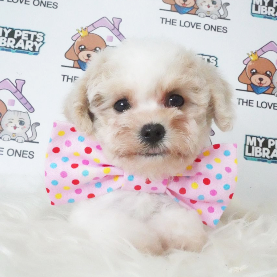 Tiny Poodle Puppy (Female) For Sale