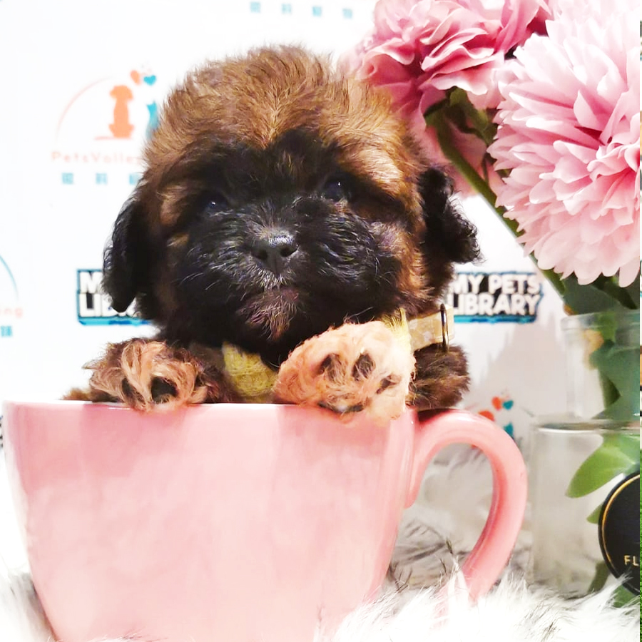 Shihpoo Puppy (Male) For Sale